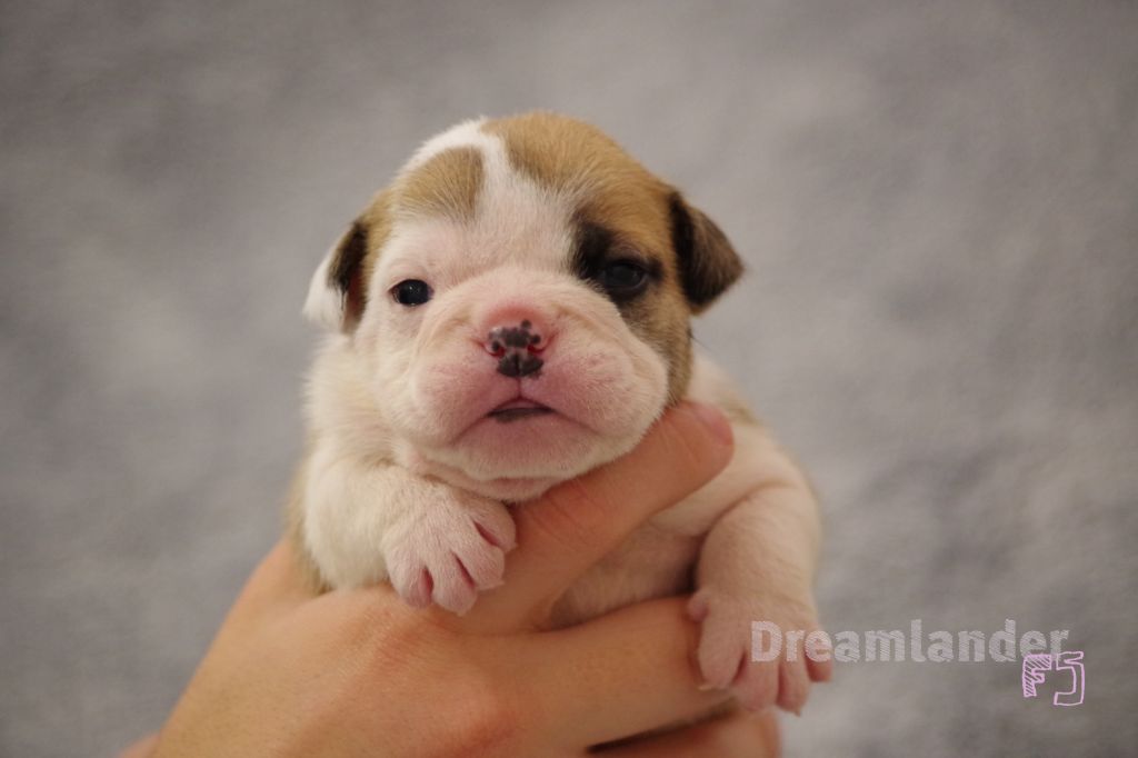 Dreamlander - Fraterie Tex Avery 11 chiots bulldog anglais