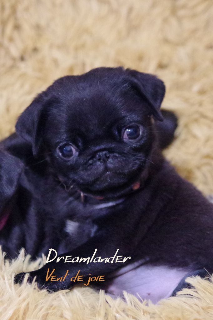 Dreamlander - Chiot disponible  - Carlin