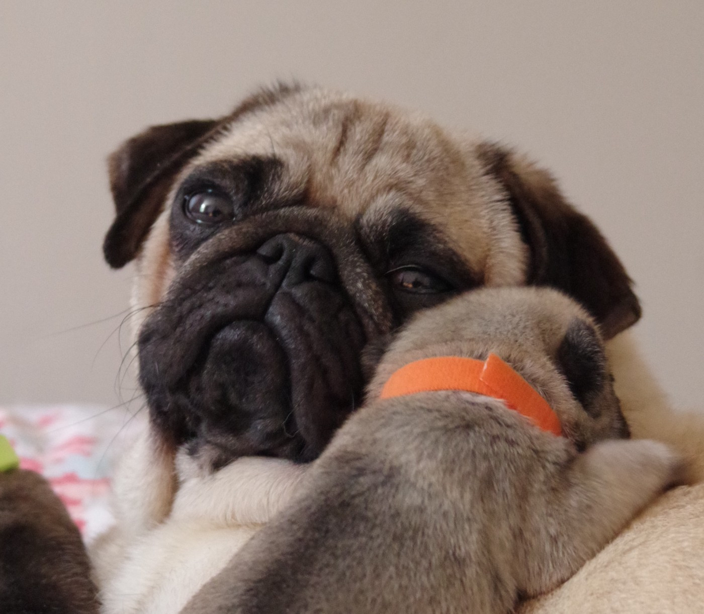 Dreamlander Very Important Pug Prim