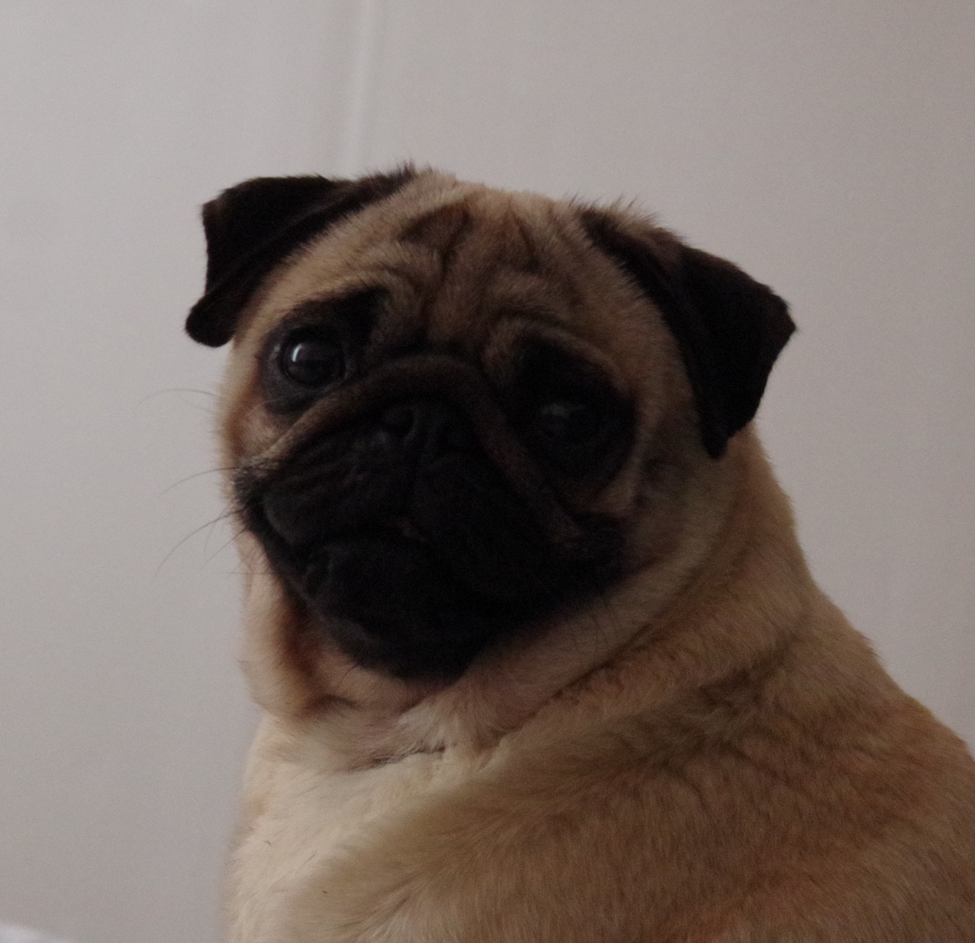 Dreamlander Very important pug trice