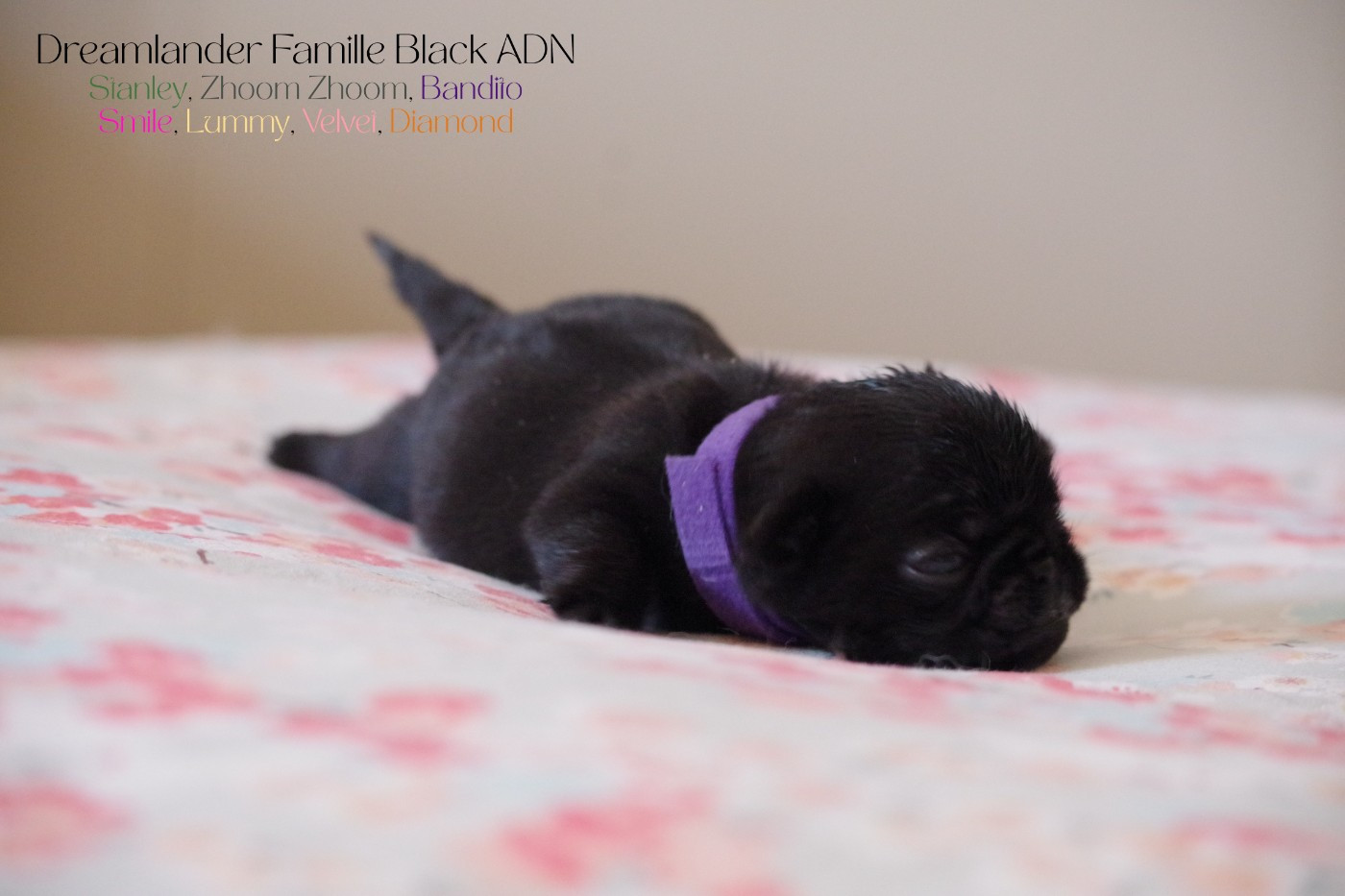 Dreamlander - Chiots disponibles - Carlin