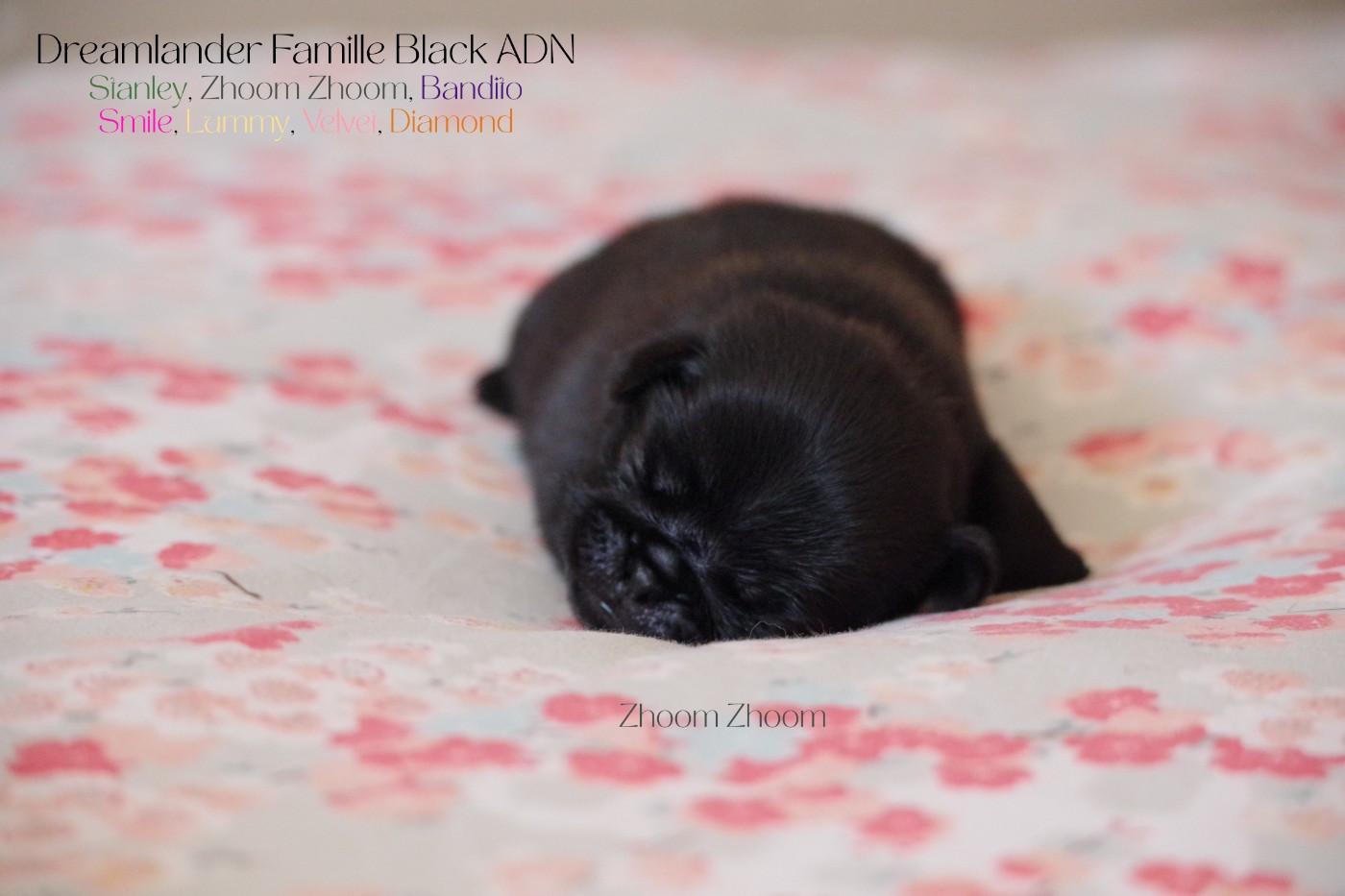 Dreamlander - Chiots disponibles - Carlin