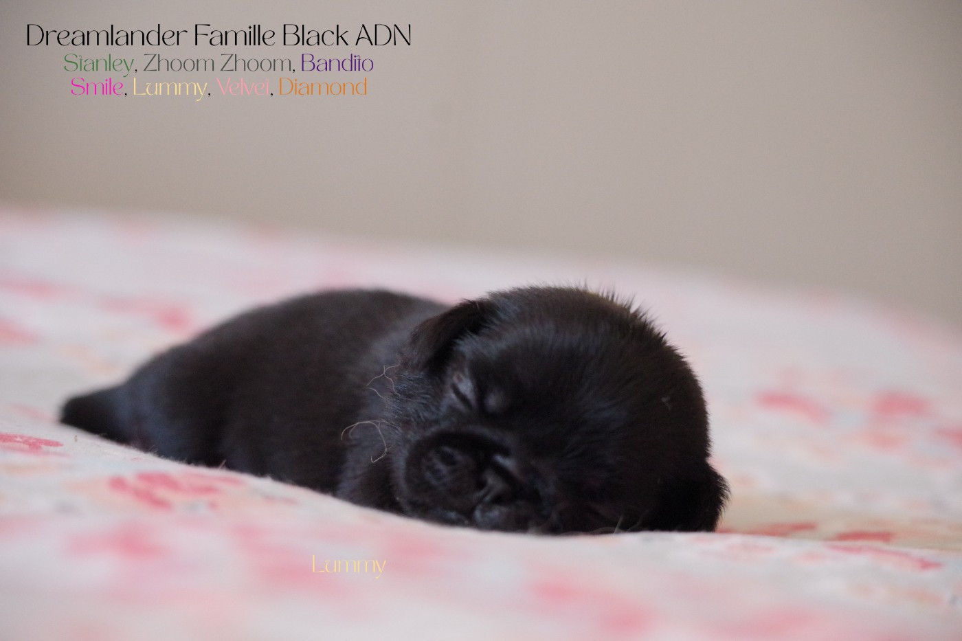 Dreamlander - Chiots disponibles - Carlin