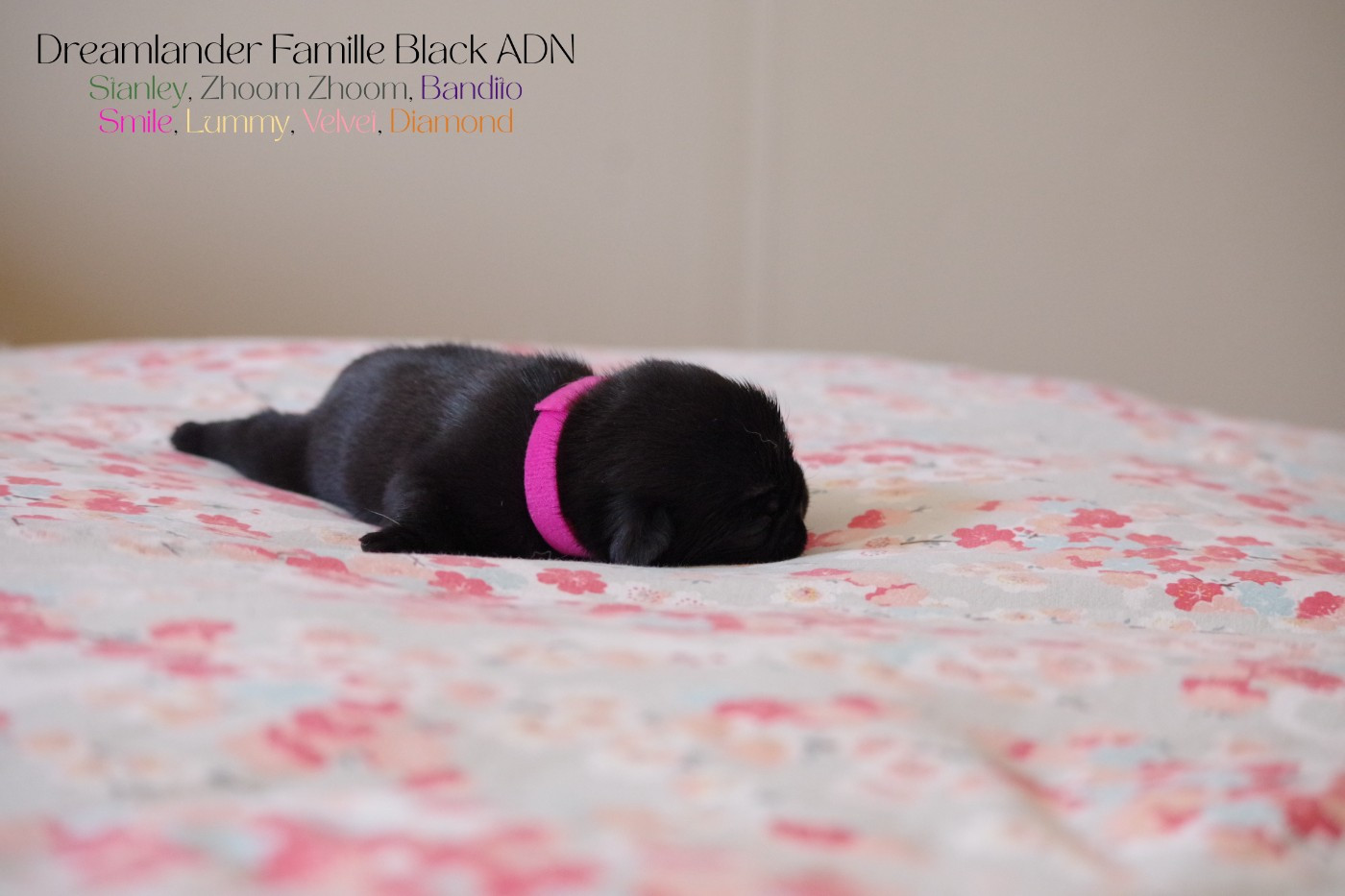 Dreamlander - Chiots disponibles - Carlin