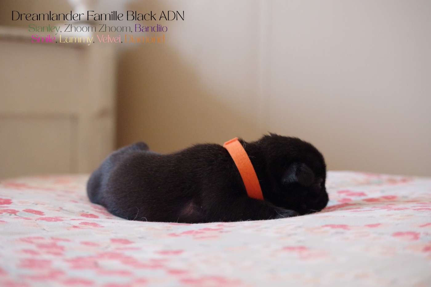 Dreamlander - Chiots disponibles - Carlin