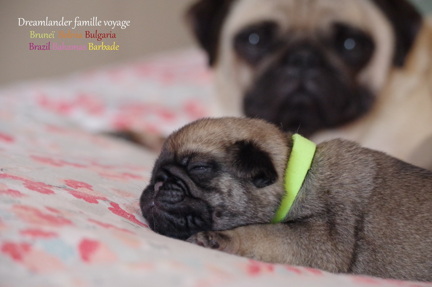 Dreamlander - Chiots disponibles - Carlin