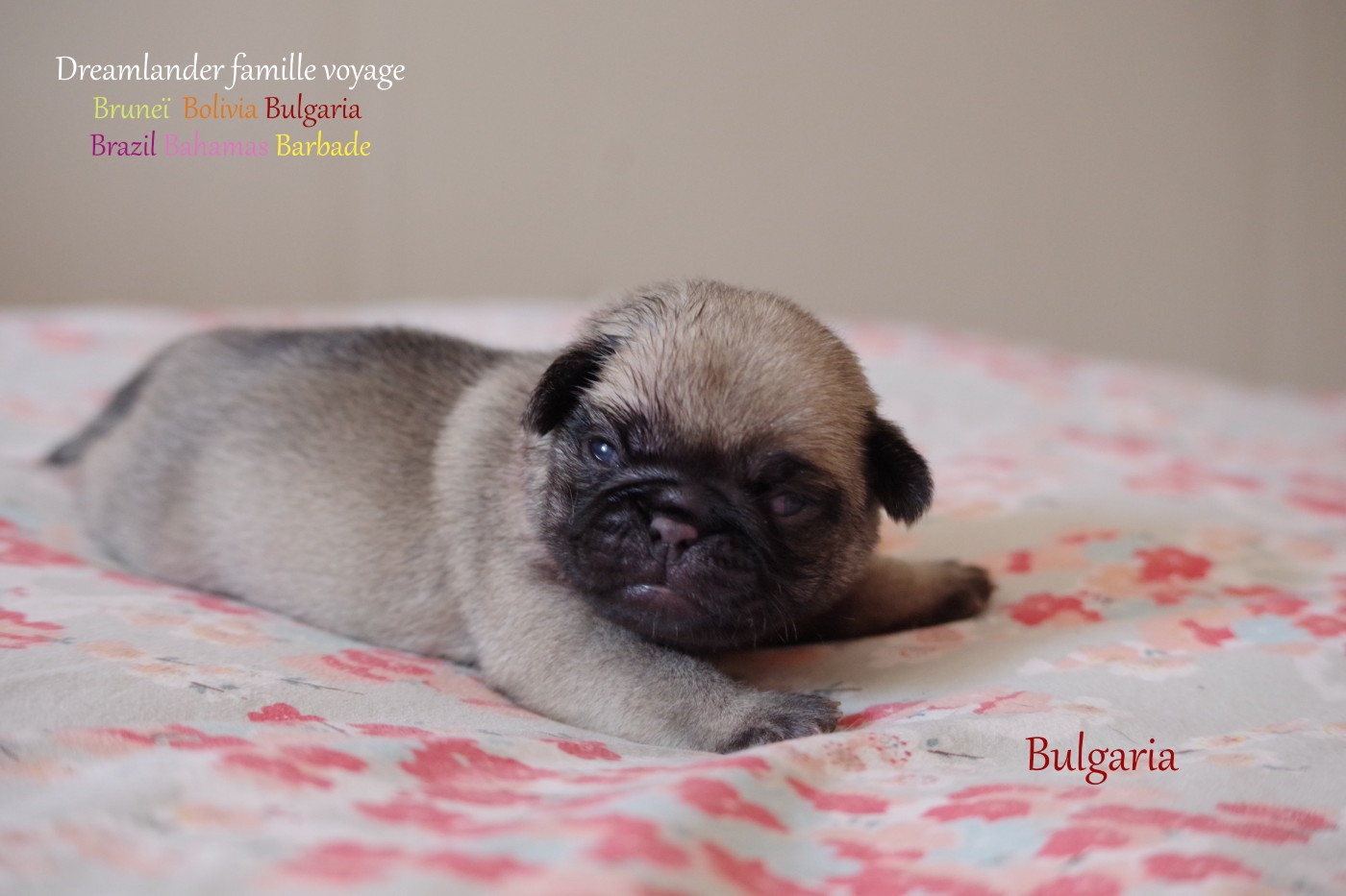 Dreamlander - Chiots disponibles - Carlin