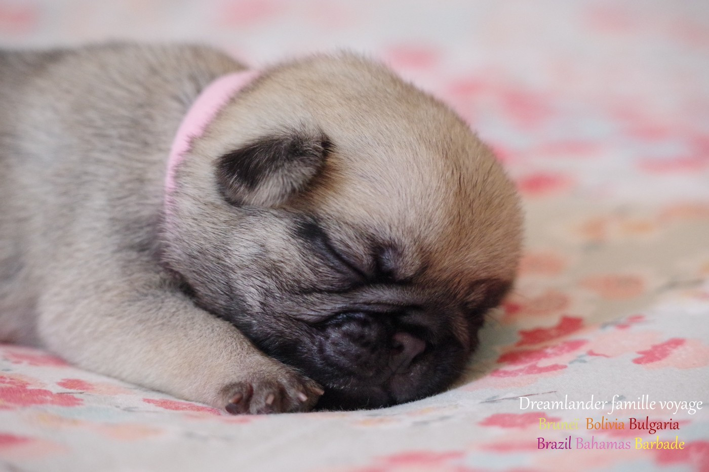 Dreamlander - Chiots disponibles - Carlin