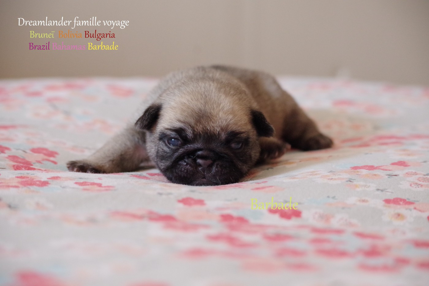 Dreamlander - Chiots disponibles - Carlin
