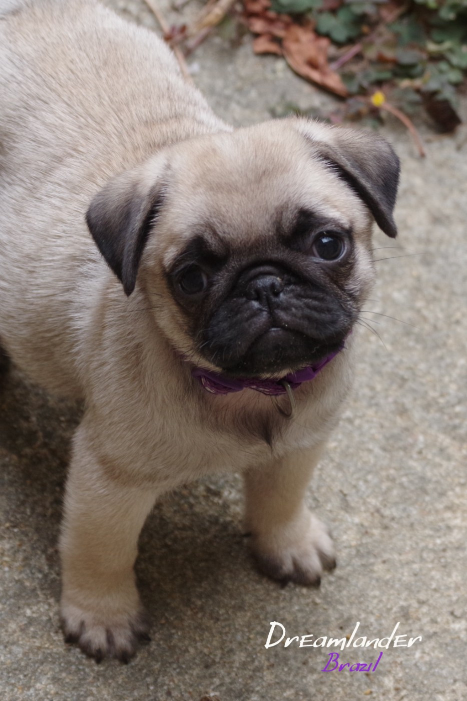 Dreamlander - Chiots disponibles - Carlin