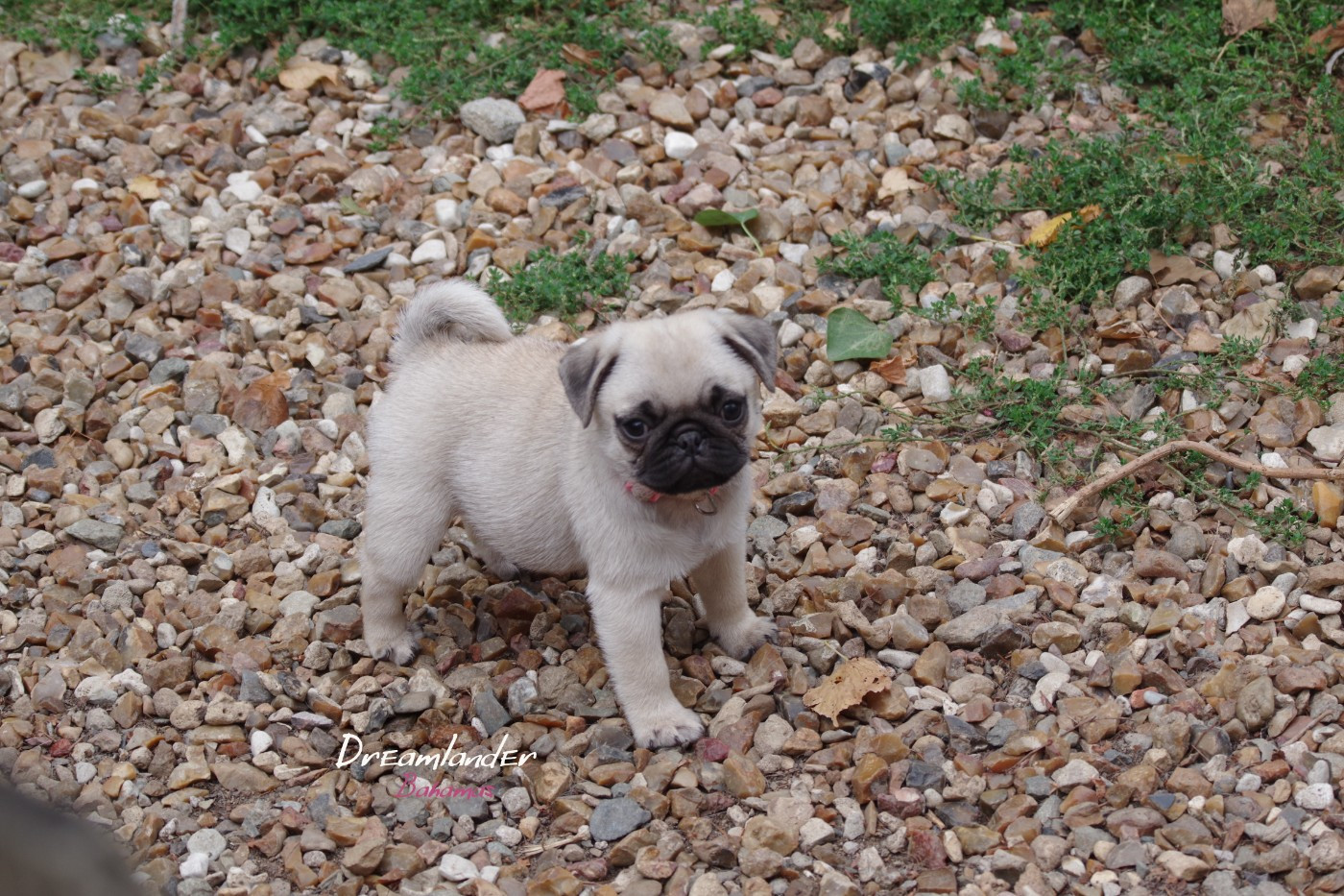 Dreamlander - Chiots disponibles - Carlin