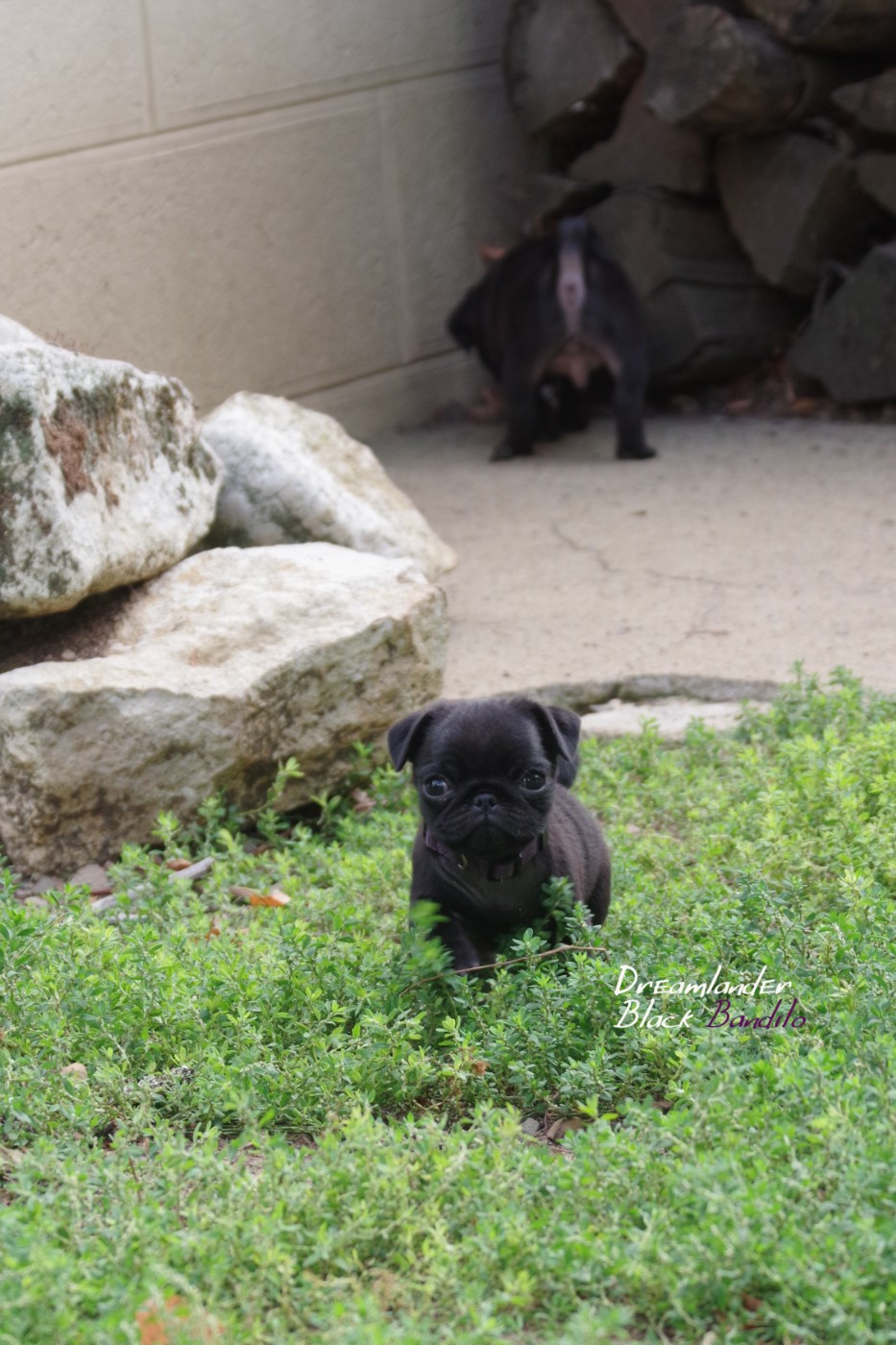 Dreamlander - Chiots disponibles - Carlin