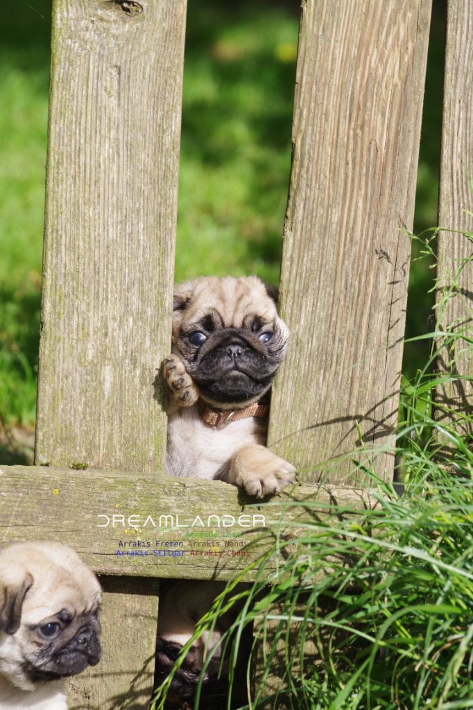 Dreamlander - Chiots disponibles - Carlin