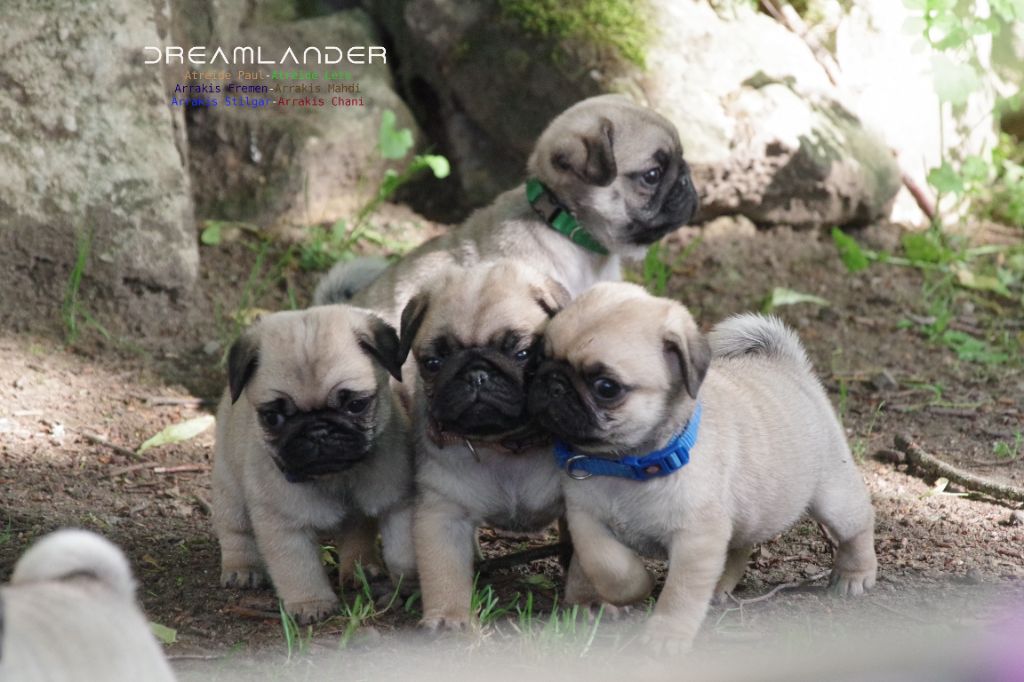 Dreamlander - Chiots disponibles - Carlin
