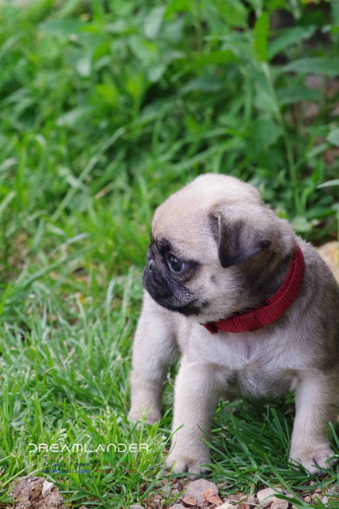 Dreamlander - Chiots disponibles - Carlin