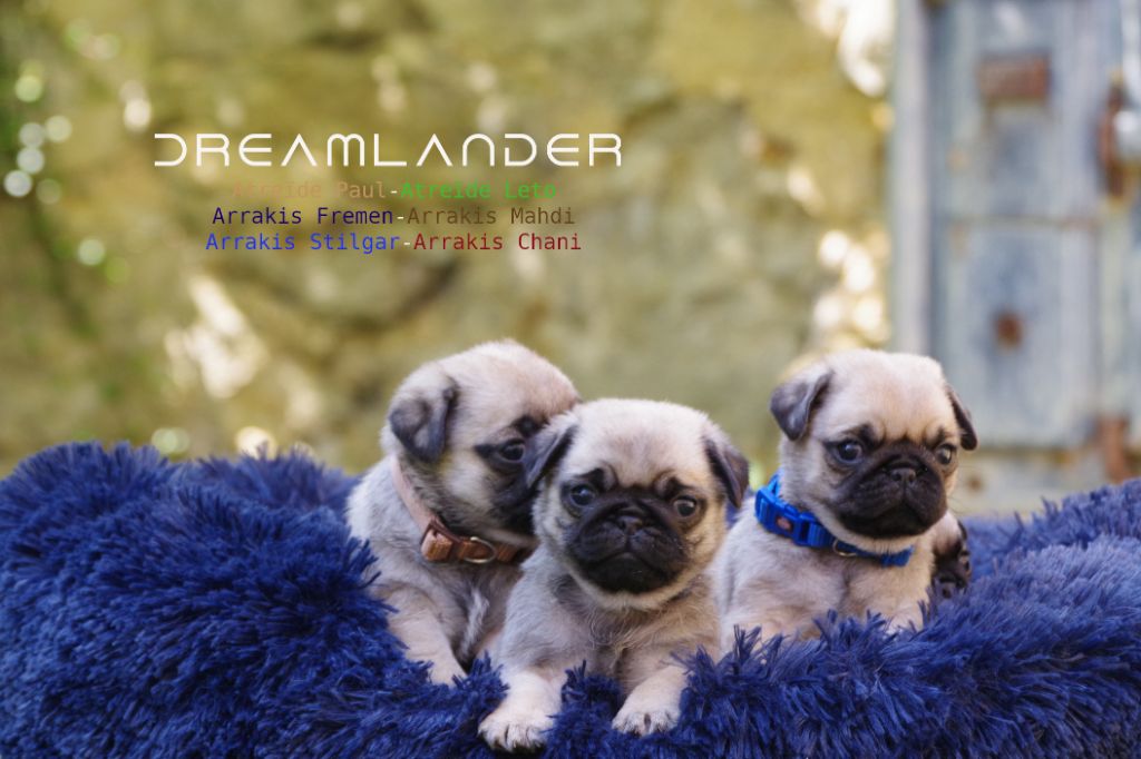 Chiot Carlin Dreamlander
