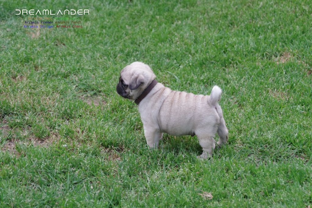 Dreamlander - Chiots disponibles - Carlin