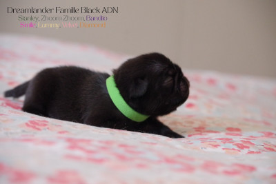 Black Stanley
