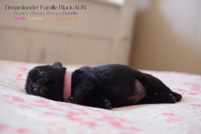 Black Velvet