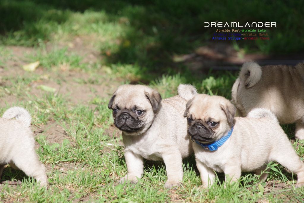 Dreamlander - Chiots disponibles - Carlin