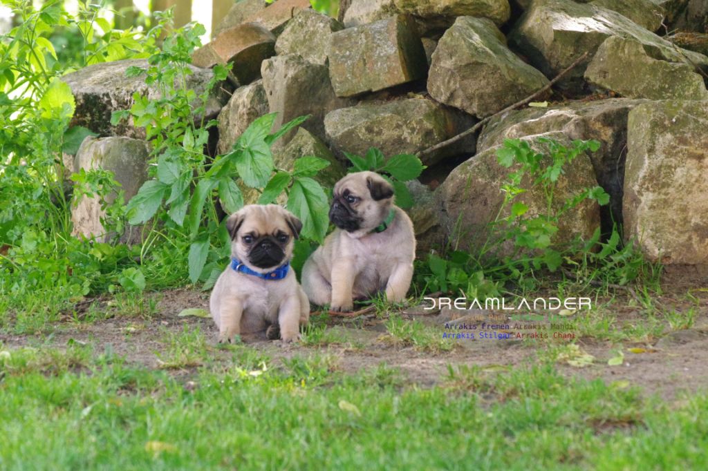 Dreamlander - Chiots disponibles - Carlin